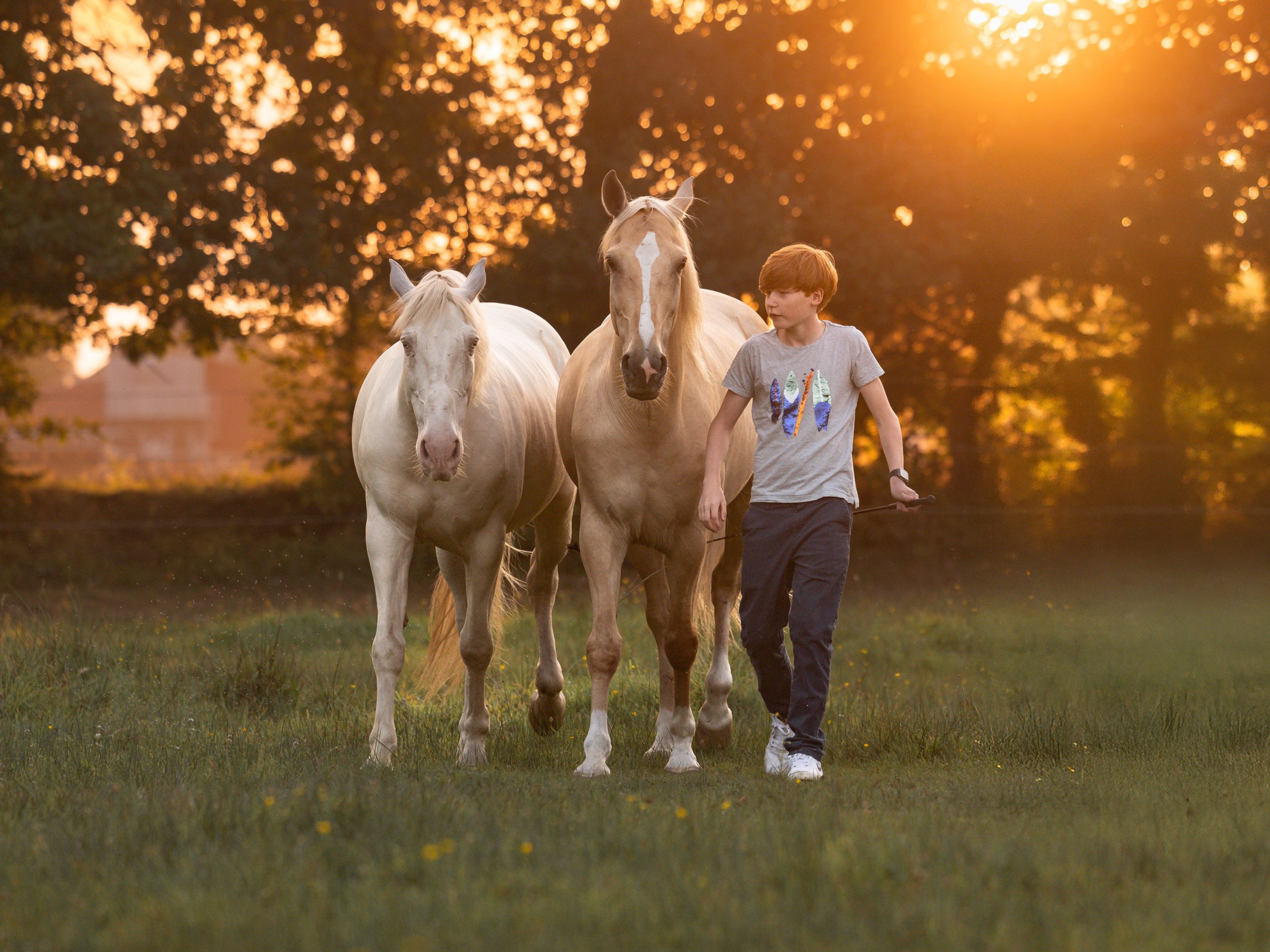 kk-jakob-pferde-frei